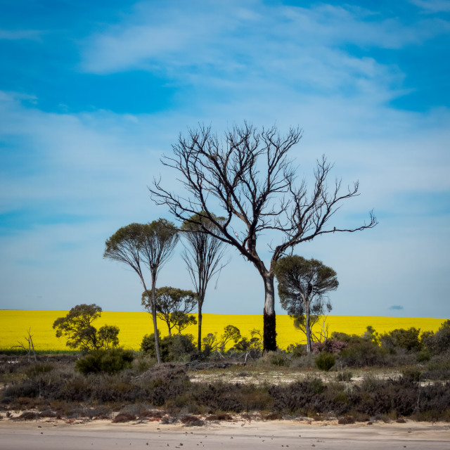 "Wheabelt Skyline" by Sam Blight - $12.69 "Wheabelt Skyline" stock image