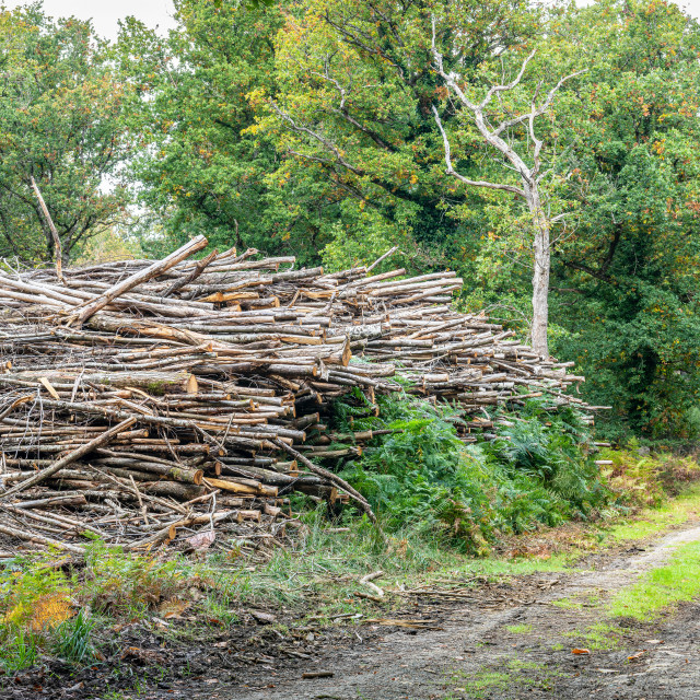 "Logs stack alongside a track through The Forest of Beaumont, near Beaumont-Louestault, Indre-et-Loire, Centre-Loire Valley, France" stock image