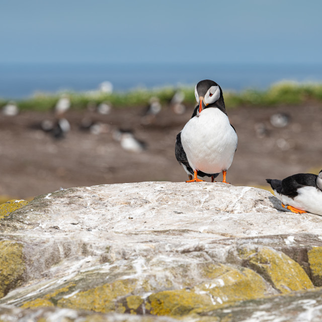 "Puffin on the ground on Inner Farne Island in the Farne Islands, Northumberland, England" stock image