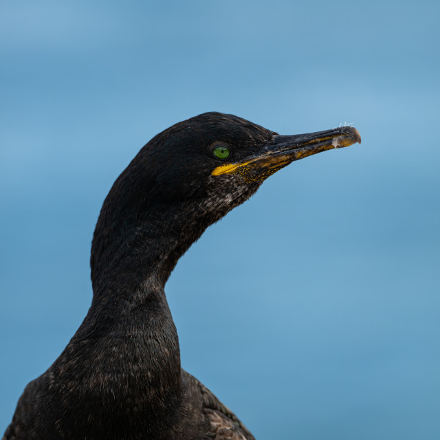 "Shag (Phalacrocorax Aristotelis) on the Farne Islands, Northumberland, England" stock image