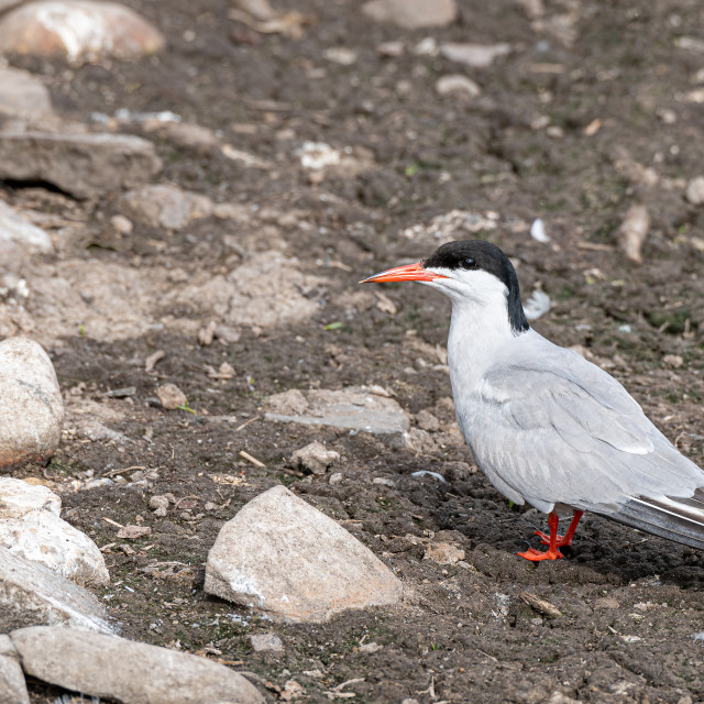 "Common Tern on Inner Farne in the Farne Islands, Northumberland, England" stock image