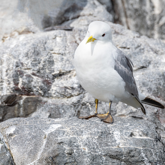 "Common Gull (Larus Canus) in the Farne Islands, Northumberland, England" stock image