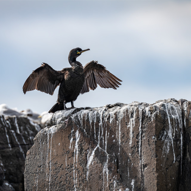 "Shag (Phalacrocorax Aristotelis) drying its wings on the Farne Islands, Northumberland, England" stock image