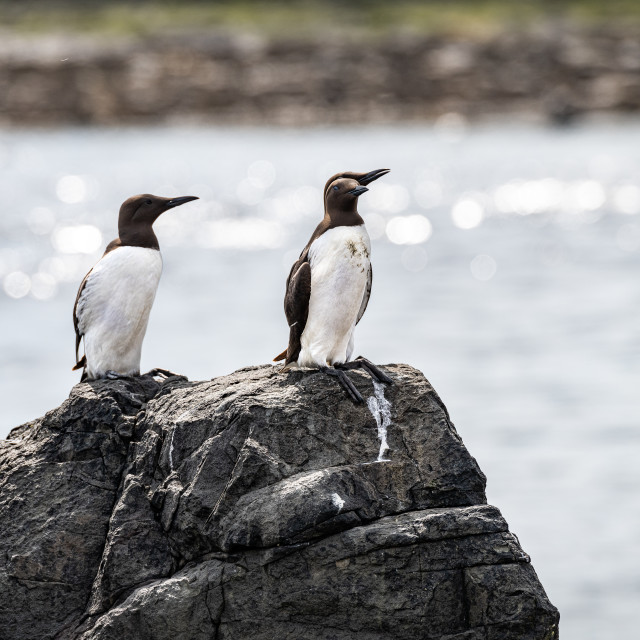 "Small group of Guillemots nesting on The Farne Islands, Northumberland, England" stock image