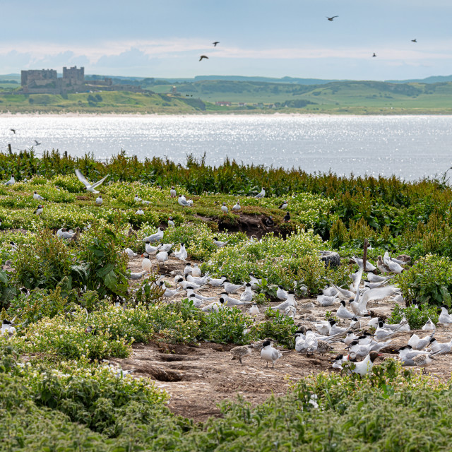 "Common Terns nesting on Inner Farne in the Farne Islands with Bamburgh Castle (out of focus) in the background" stock image