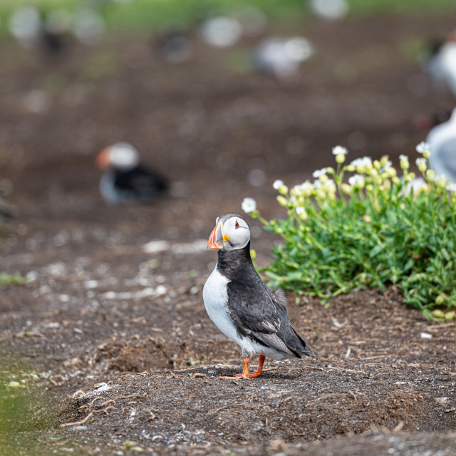 "Puffins on the ground on Inner Farne Lsland in the Farne Islands, Northumberland, England" stock image