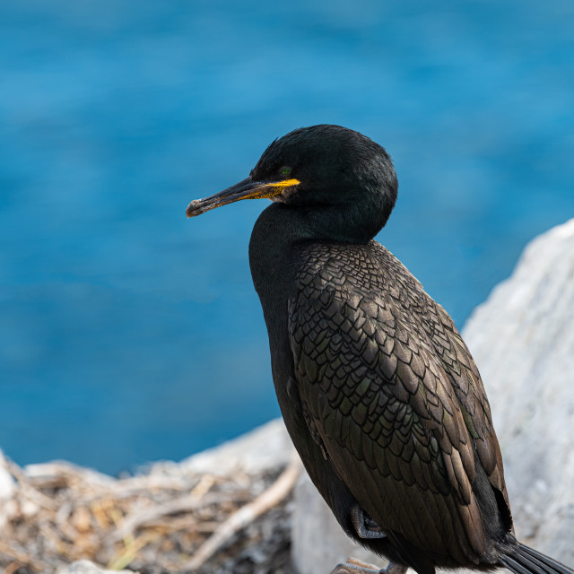 "Shag (Phalacrocorax Aristotelis) on the Farne Islands, Northumberland, England" stock image