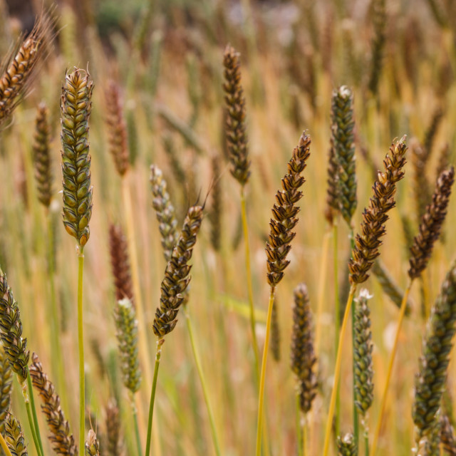 "Fields of Golden wheat" stock image