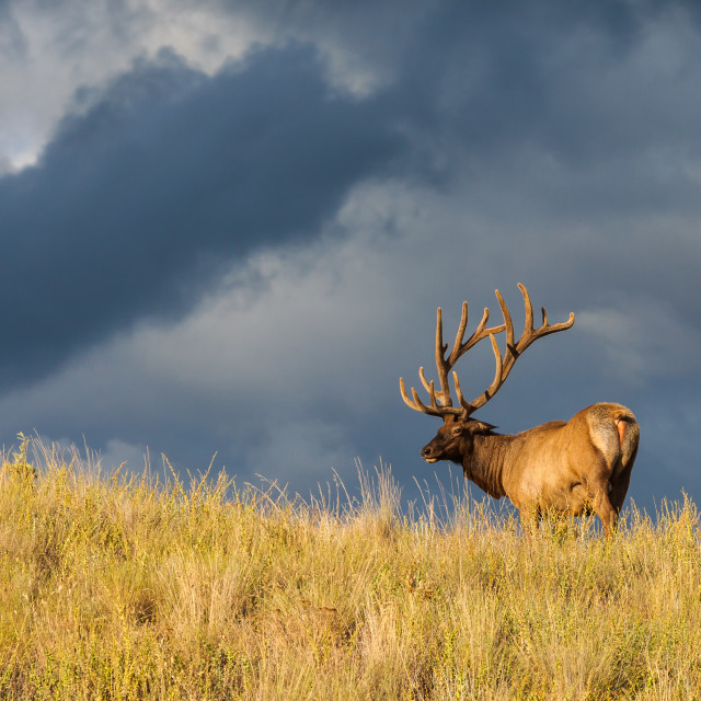 "Montana Elk" stock image