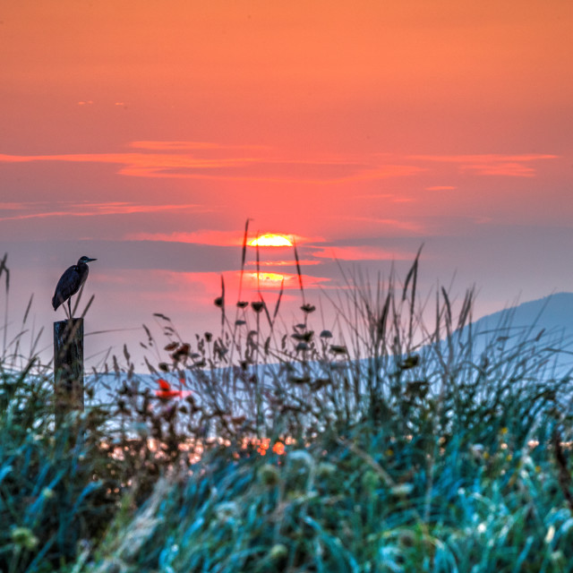 "Great Blue Heron on Pillar at Sunset overlooking Puget sound" stock image