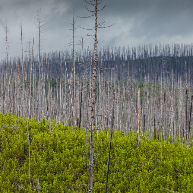 "Forest Recovery in Glacier National Park 1" stock image