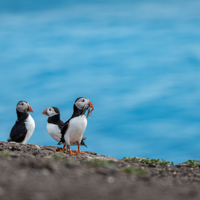 "Puffin with fish on the ground on Inner Farne Island in the Farne Islands, Northumberland, England" stock image