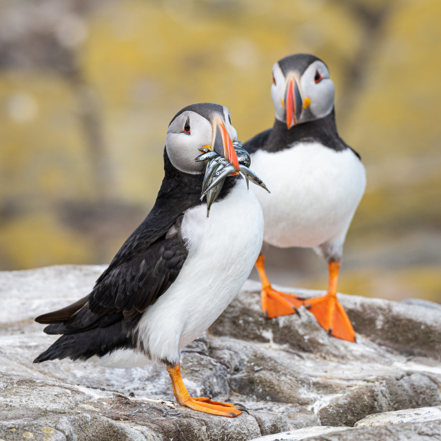 "Puffin with fish on the ground on Inner Farne Island in the Farne Islands, Northumberland, England" stock image