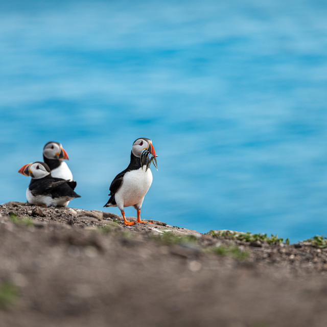 "Puffin with fish on the ground on Inner Farne Island in the Farne Islands, Northumberland, England" stock image