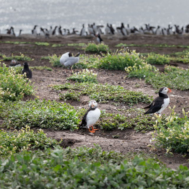 "Puffin on the ground on Inner Farne Island in the Farne Islands, Northumberland, England" stock image