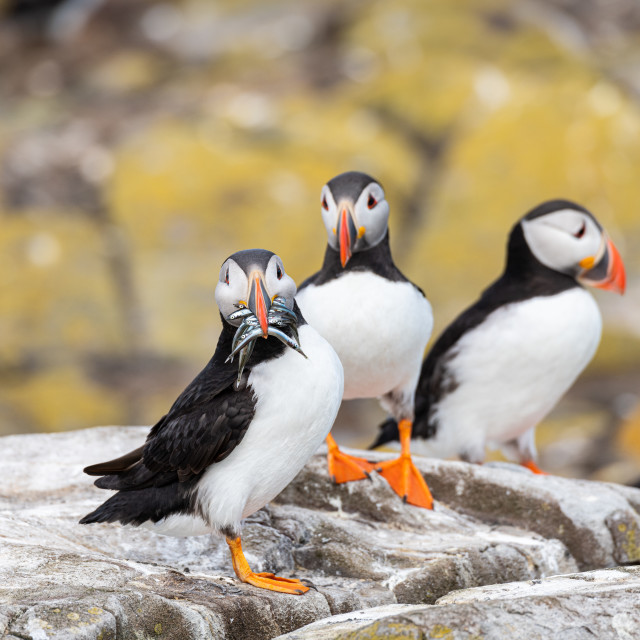 "Puffin with fish on the ground on Inner Farne Island in the Farne Islands, Northumberland, England" stock image