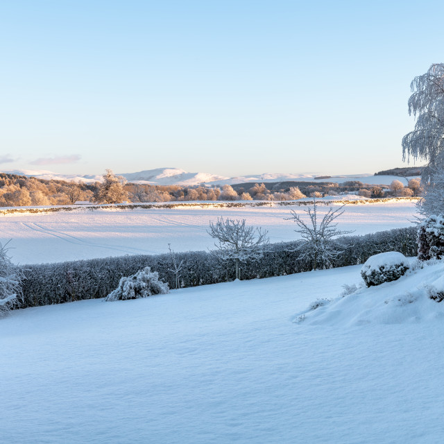 "Snow covered fields and trees in the Scottish Borders, United Kingdom" stock image