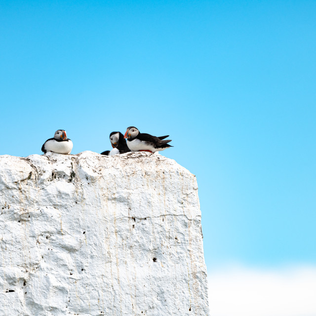 "Puffins sitting on a white painted wall on Inner Farne in the Farne Islands, Northumberland, England" stock image