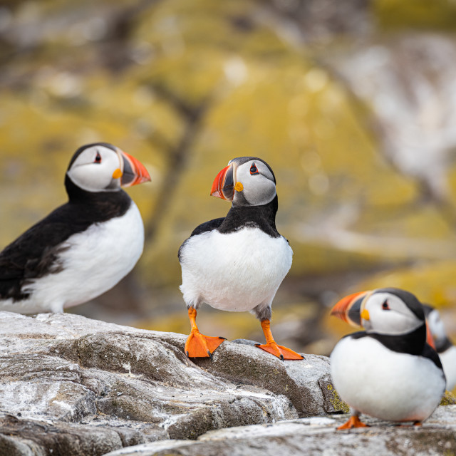 "Puffin on the ground on Inner Farne Island in the Farne Islands, Northumberland, England" stock image