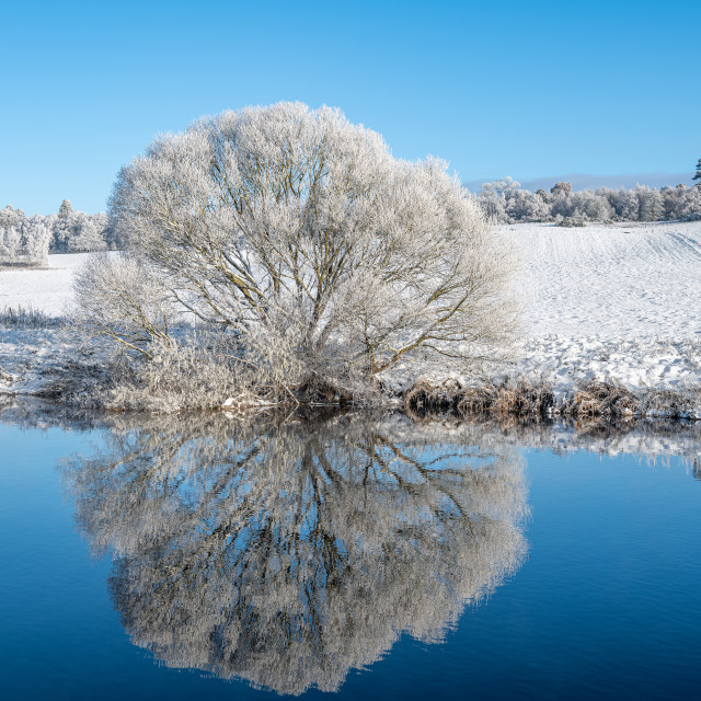 "Reflections of snow covered trees in the River Teviot, Scottish Borders, United Kingdom" stock image