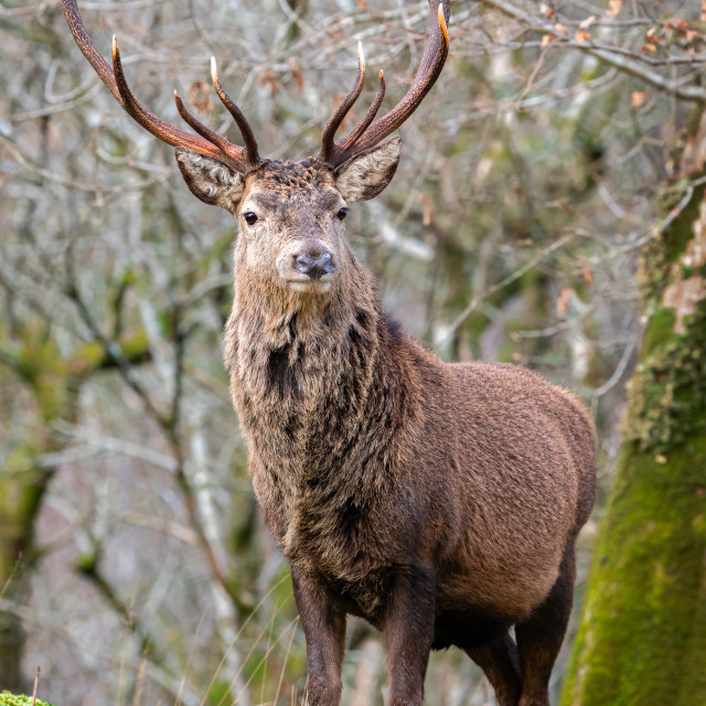 "Red Deer Stag in Glen Etive, Scotland" stock image