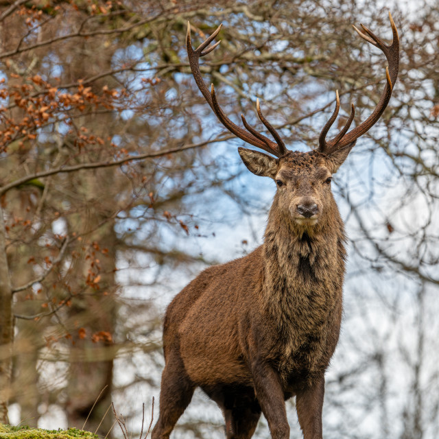 "Red Deer Stag in Glen Etive, Scotland" stock image