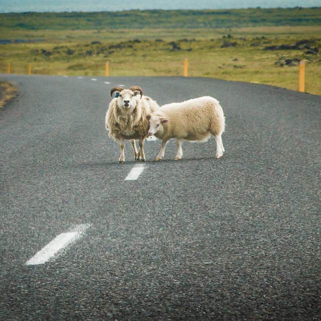 "Sheep Stand Ground on Roadway in Iceland" stock image