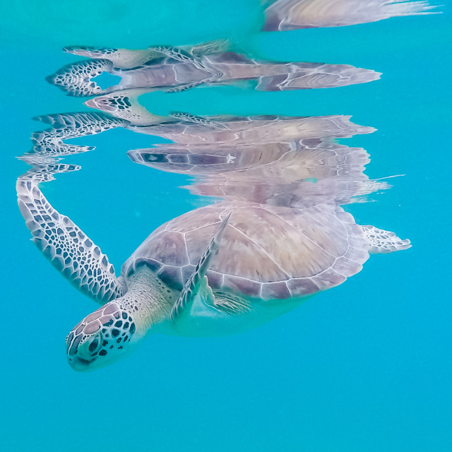 "Green Sea Turtle underwater reflection" stock image