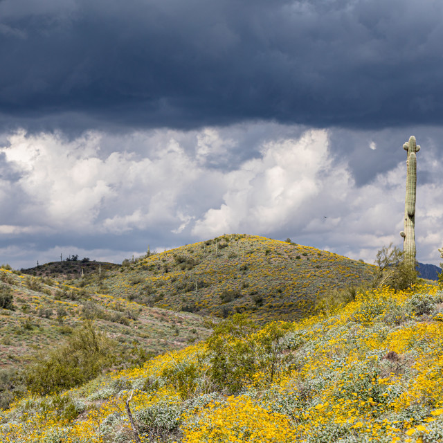 "Arizona Spring Flowers Bloom below stormy skies" stock image