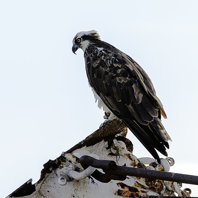 "Pandion haliaetus I" by Expvisual Filmmaking and Photography SAS de CV - $3.62 "Pandion haliaetus I" stock image