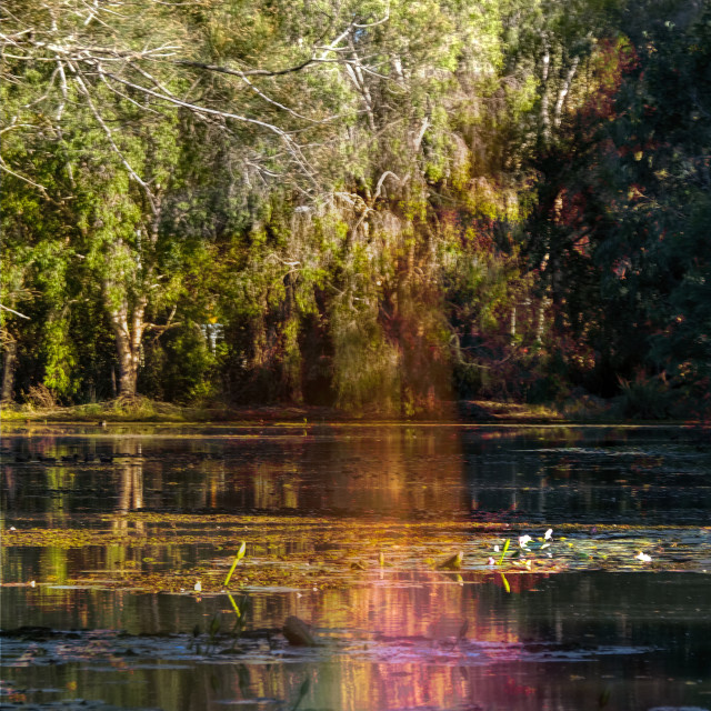 "Billabong Morning" stock image