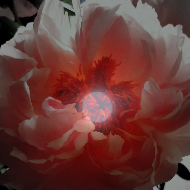 "Peony-moon" stock image