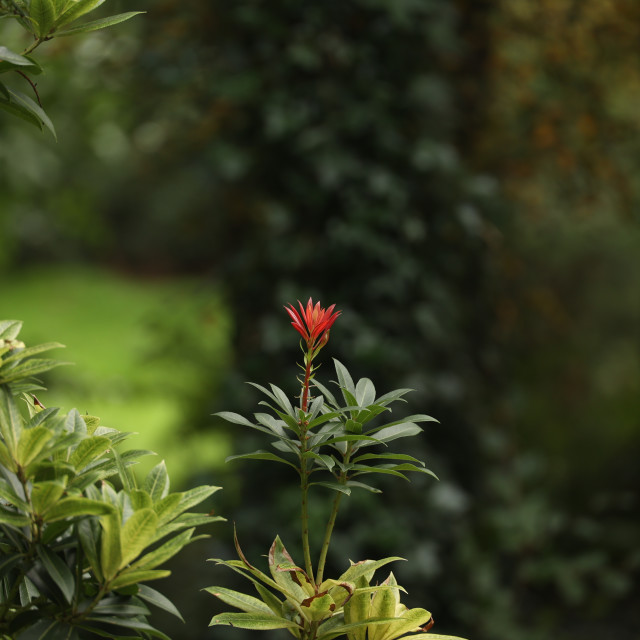 "Still in Bloom" stock image