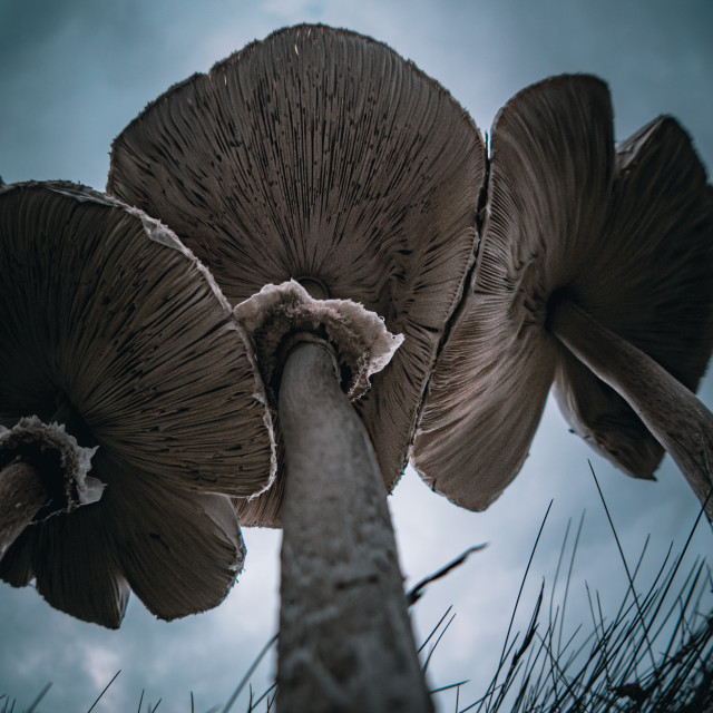 ""Shrooms"" stock image