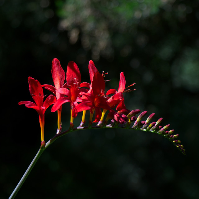 "Splash of Red" stock image