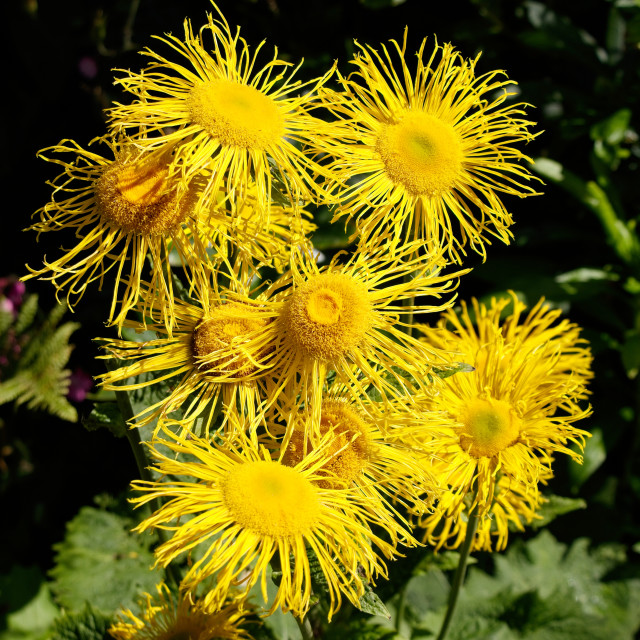 "Blast of Yellow" stock image