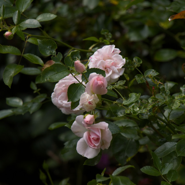 "Delicate Pink Rose" stock image