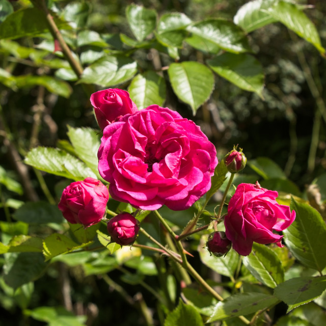 "Red Rose" stock image