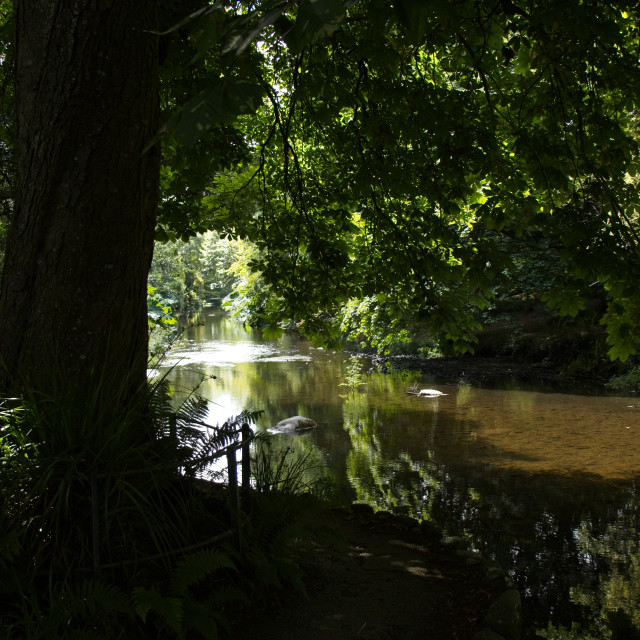 "Shade of the Tree" stock image