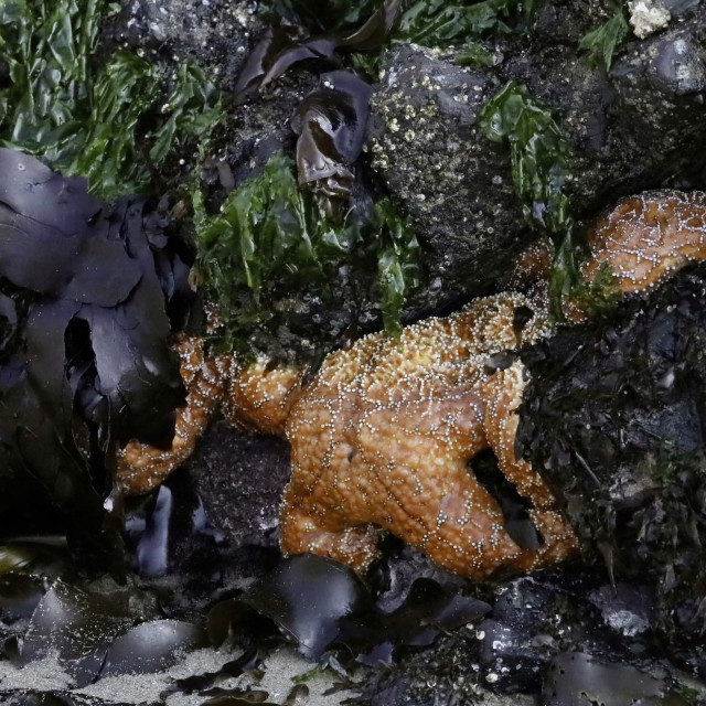 "Seaweed and Starfish" stock image