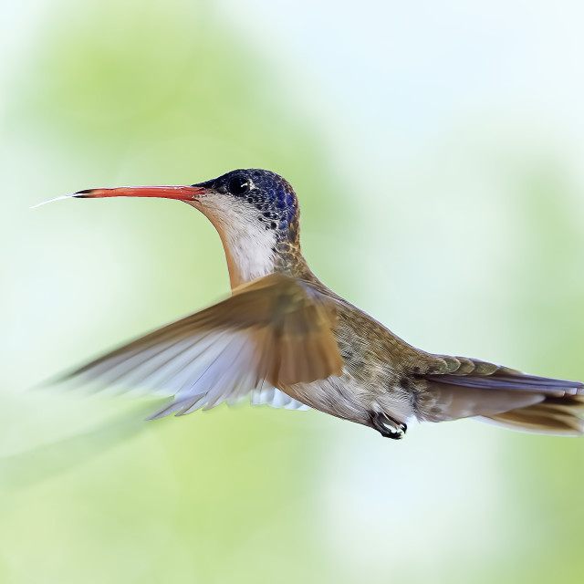 "Leucolia violiceps" by Expvisual Filmmaking and Photography SAS de CV - $3.76 "Leucolia violiceps" stock image