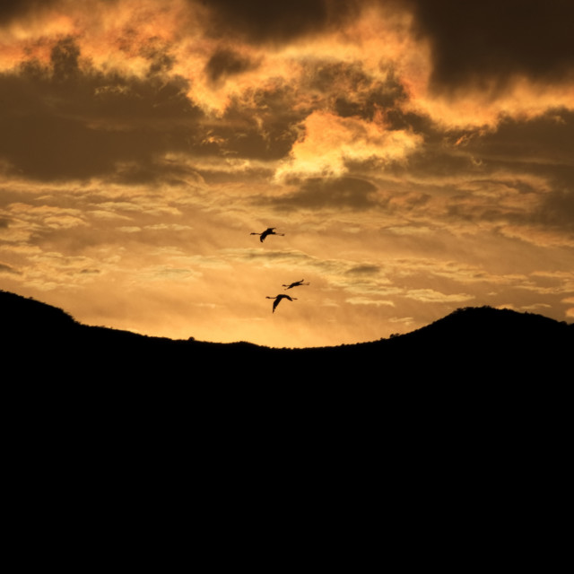 "Flamingo silhouette, Lake Bogoria." stock image