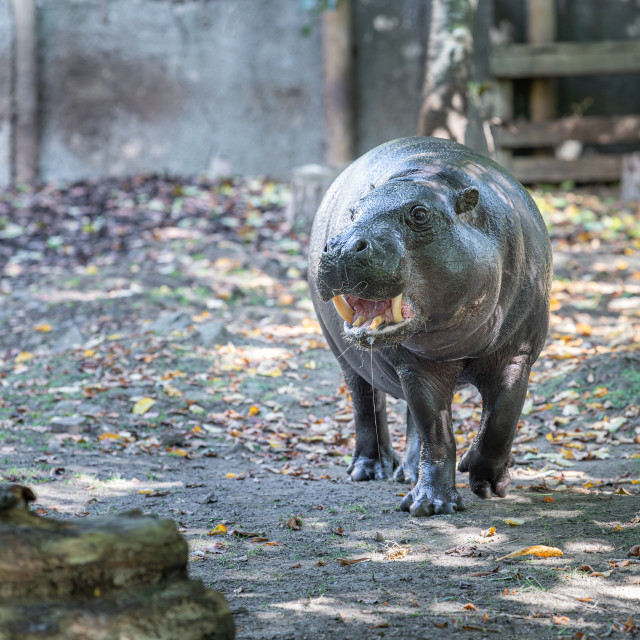 "Pygmy hippopotamus at Edinburgh Zoo, Edinburgh, Scotland" stock image