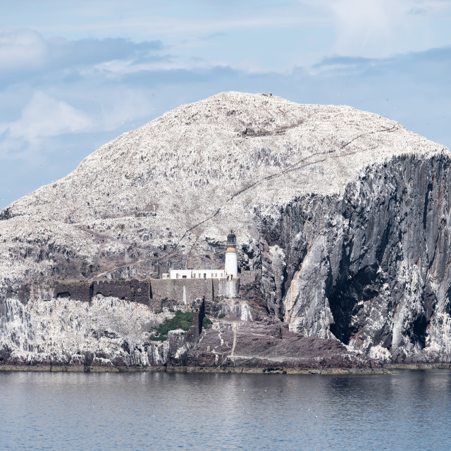 "Bass Rock Lighthouse and Nature Reserve in the Firth of Forth, Bass Rock, Scotland" stock image