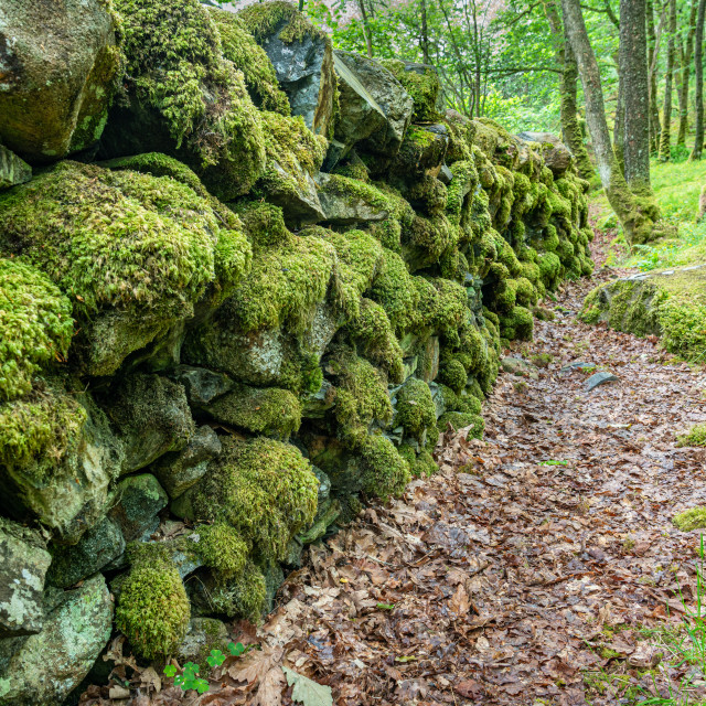 "Moss covered dry stone wall in the Wood of Cree Scottish Rain Forest in The Galloway National Forest" stock image