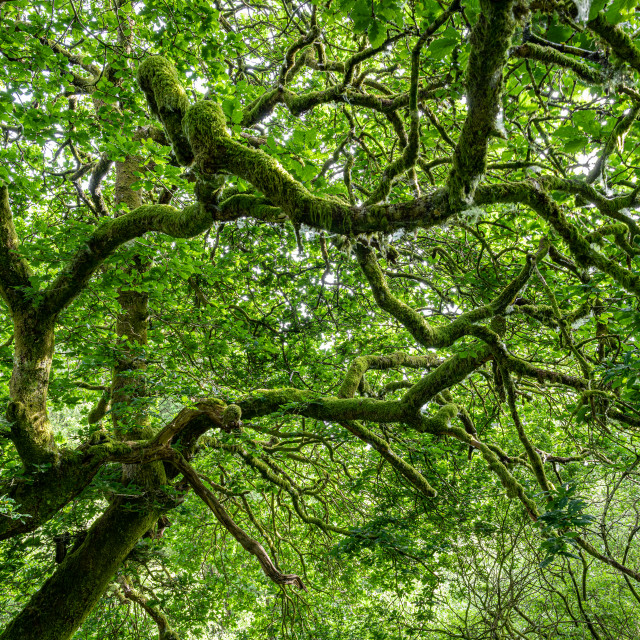 "Moss covered gnarled old tree in the Wood of Cree, Galloway National Forest in Scotland" stock image