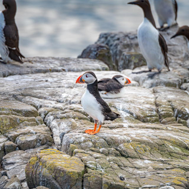 "Puffins on the ground on Inner Farne Lsland in the Farne Islands, Northumberland, England" stock image