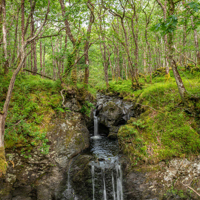 "Waterfall on Cordorcan Burn in the Wood of Cree Scottish Rain Forest in The Galloway National Forest" stock image