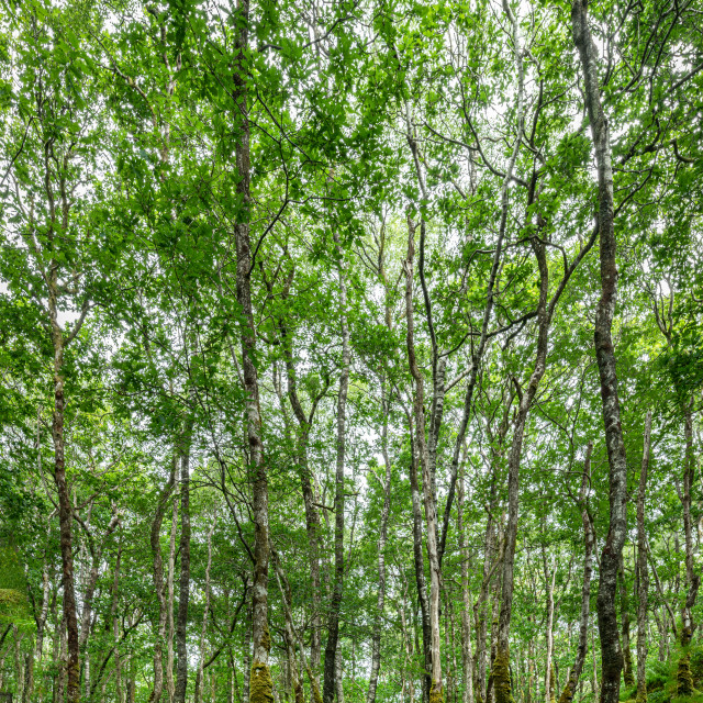 "Wood of Cree Scottish Rain Forest in The Galloway National Forest" stock image