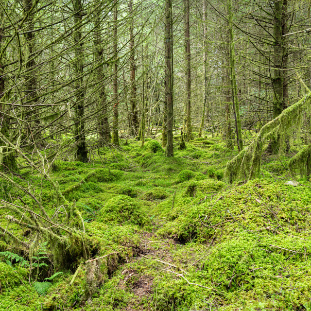 "Moss covered forest floor in Ardcastle Wood in Argyll, Scotland" stock image